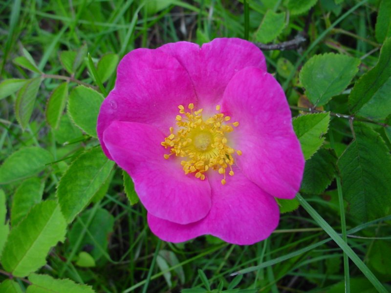 Photograph