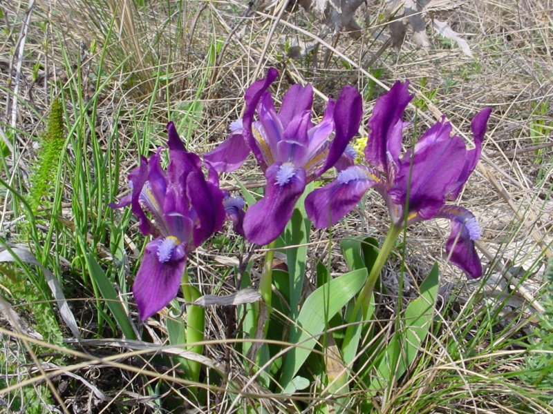 Photograph